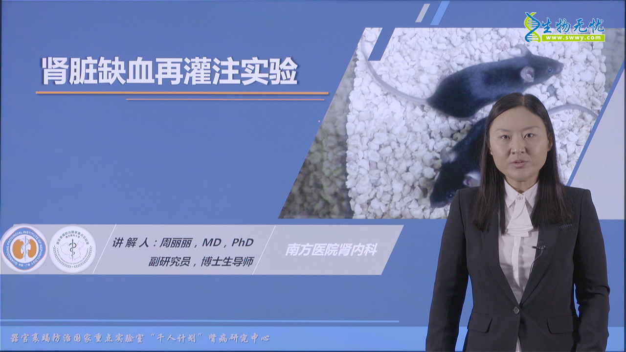 肾脏缺血再灌注实验