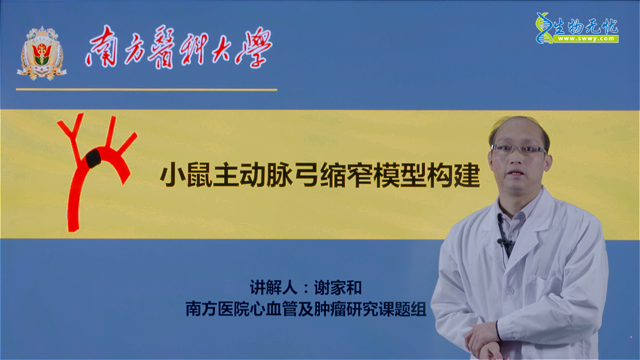小鼠主动脉弓缩窄模型构建