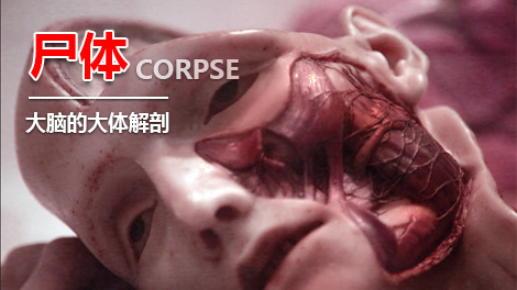 尸体大脑解剖