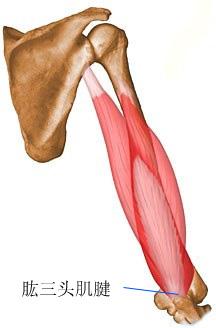 肱三头肌整形修复