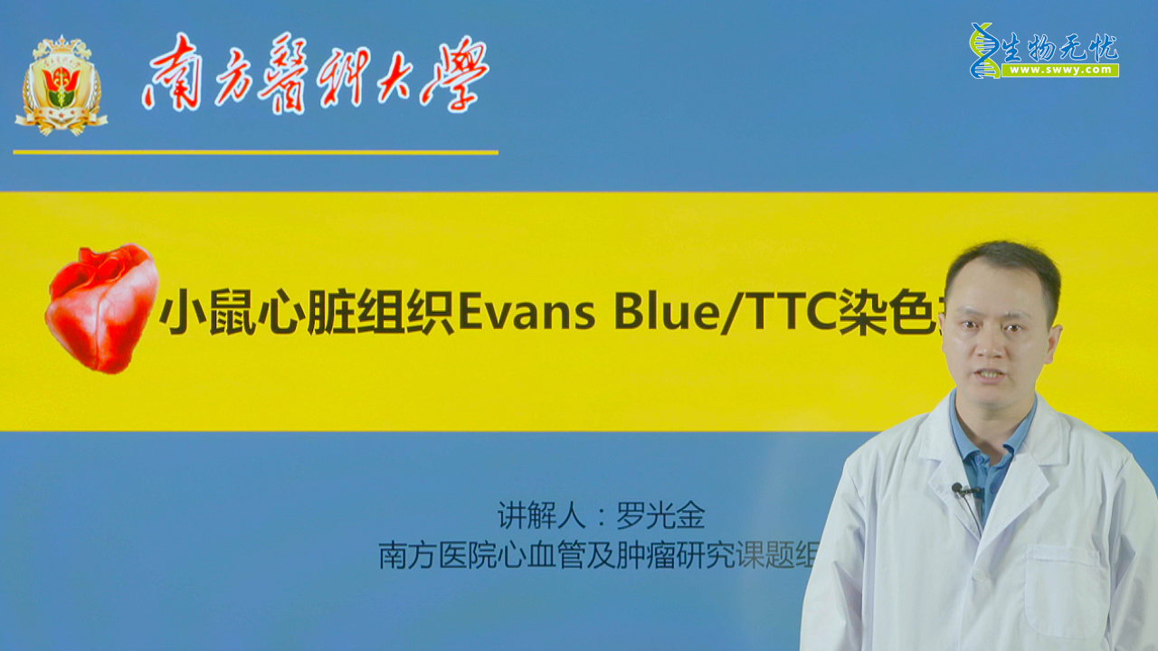 Evans Blue+TTC染色