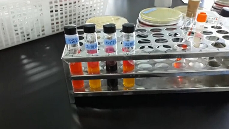 志贺氏菌三糖铁典型特征